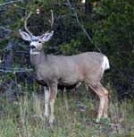 mule-deer-stag